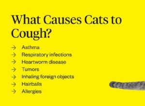 고양이가 기침을 하는 이유는 무엇이며 어떻게 도울 수 있습니까?