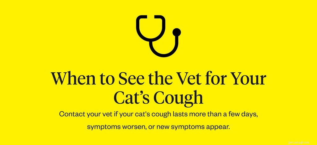 Perché il mio gatto tossisce e come posso aiutarlo?