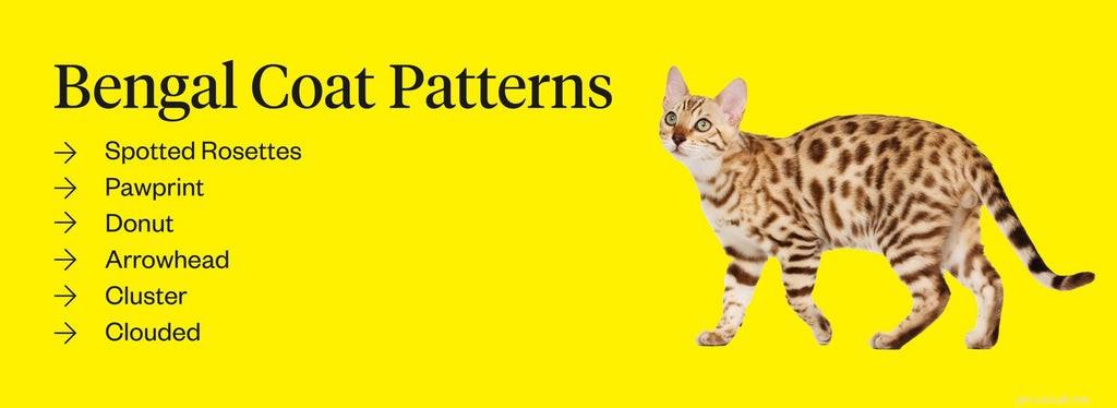 Bengalen katten:huisdierenprofiel