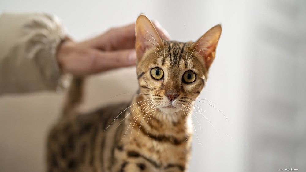 벵골 고양이:애완 동물 프로필