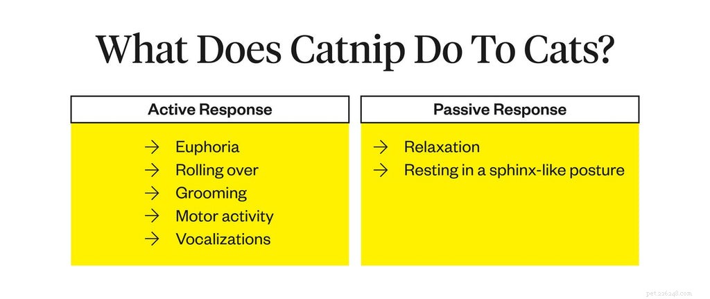 Catnip은 고양이에게 무엇을 합니까?