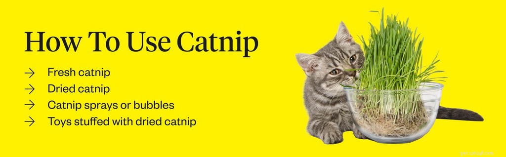 キャットニップは猫に何をしますか？ 