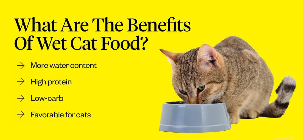 Nourriture humide pour chat :quelle est la meilleure nourriture humide pour chat ?