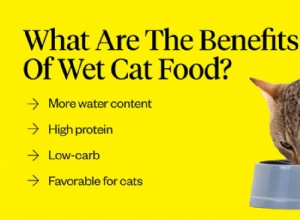 Våtfoder för katter:Vad är det bästa våtfodret för katter?