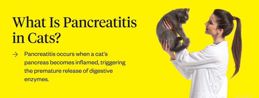 Pancreatite nei gatti