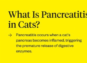 Pankreatitida u koček