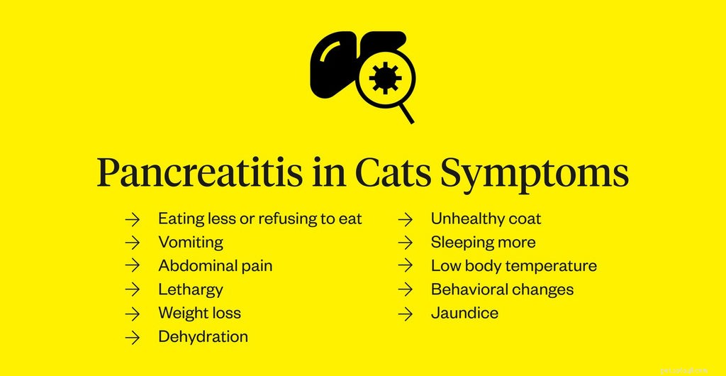 Pancreatitis bij katten