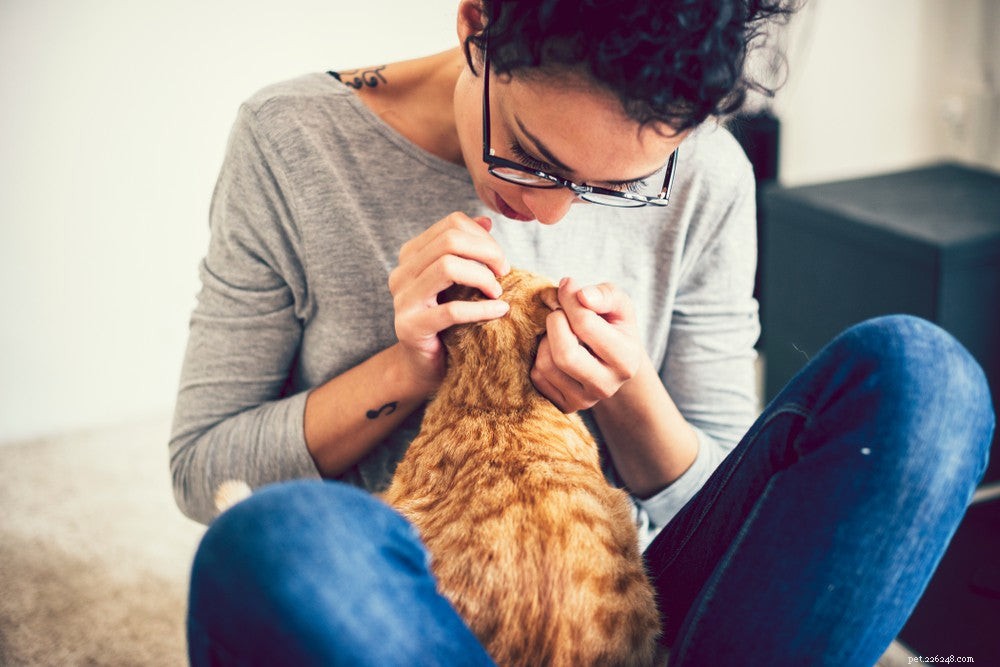 고양이 벼룩:증상, 원인 및 치료