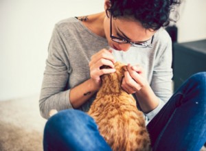 Kočičí blechy:Příznaky, příčiny a léčba