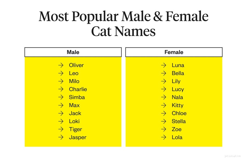 최고의 고양이 이름:고양이의 이름은 무엇이어야 하나요?