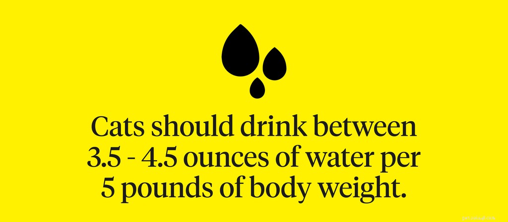 Gatto che beve molta acqua:cosa significa?