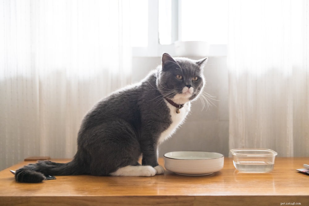 Katt som dricker mycket vatten:Vad betyder det?