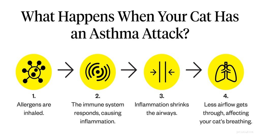 Kočičí astma:5 příznaků a léčby, které potřebujete vědět