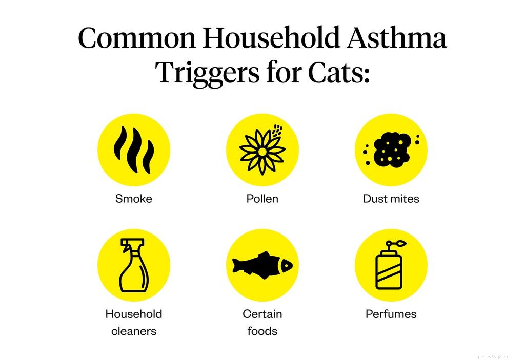 Астма у кошек:5 симптомов и методов лечения, о которых вам нужно знать