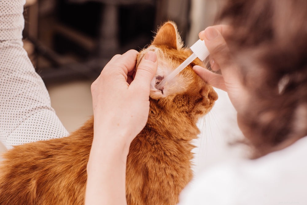 고양이 귀 감염:증상, 원인 및 치료
