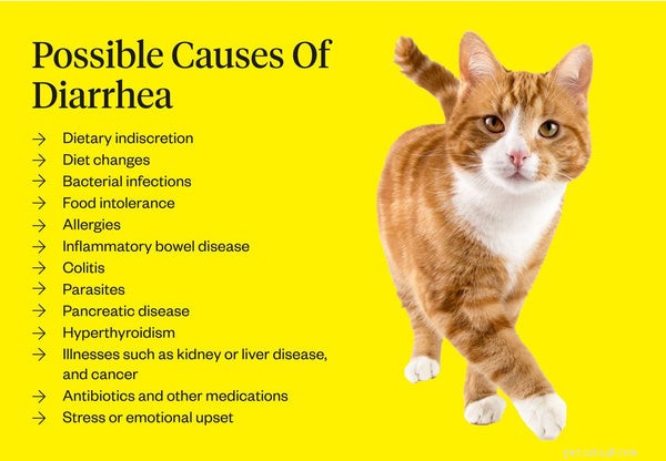 Waarom heeft mijn kat diarree?