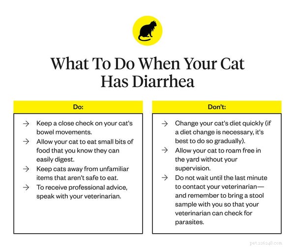 Pourquoi mon chat a-t-il la diarrhée ?