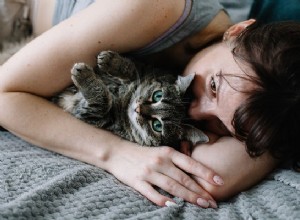 Svědivá kočka:Příznaky, příčiny a léčba