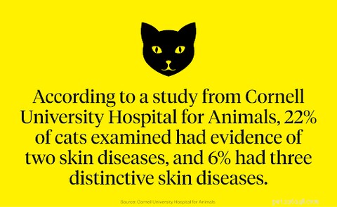 고양이의 일반적인 피부 상태 및 치료 방법