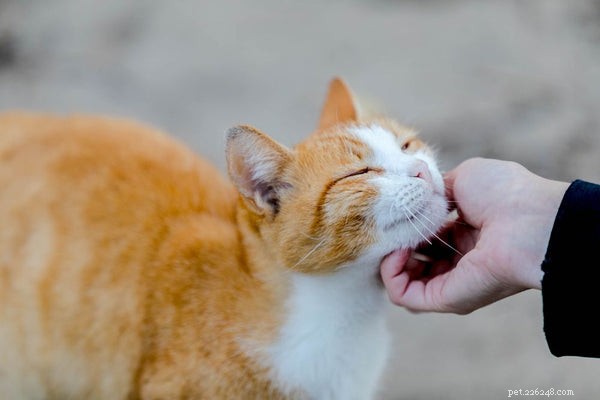 가려운 고양이:증상, 원인 및 치료