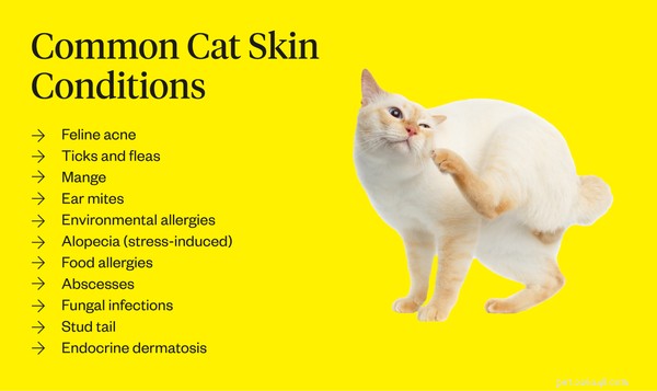 Condizioni comuni della pelle del gatto e come trattarle
