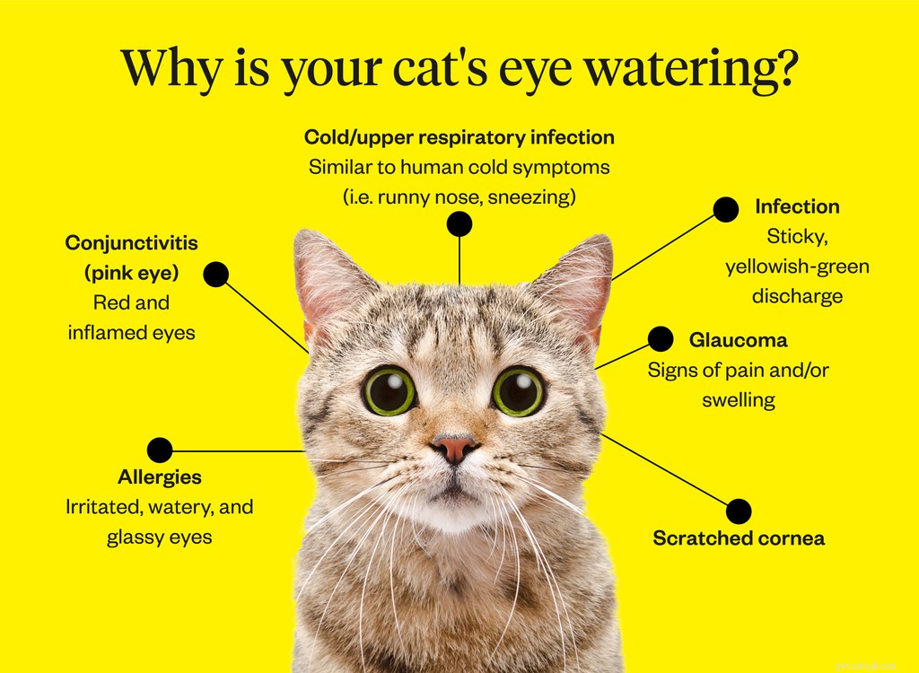 なぜ私の猫の目は水をまくのですか 
