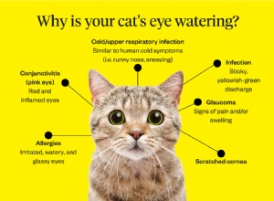 なぜ私の猫の目は水をまくのですか 