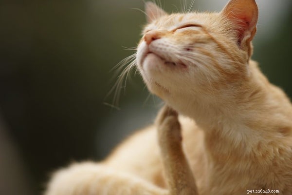 Identifier et traiter les allergies cutanées des chats