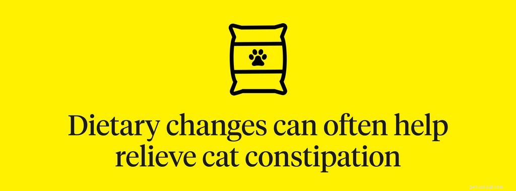 Constipation du chat :symptômes, causes et traitements