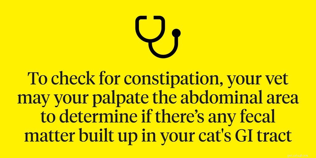 고양이 변비:증상, 원인 및 치료