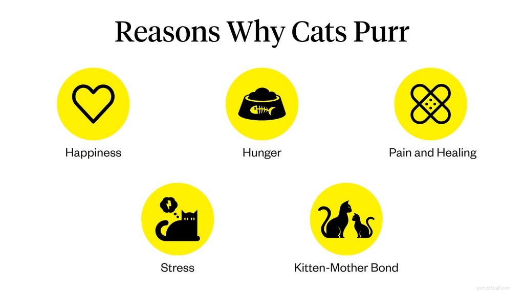 Pourquoi les chats ronronnent ?