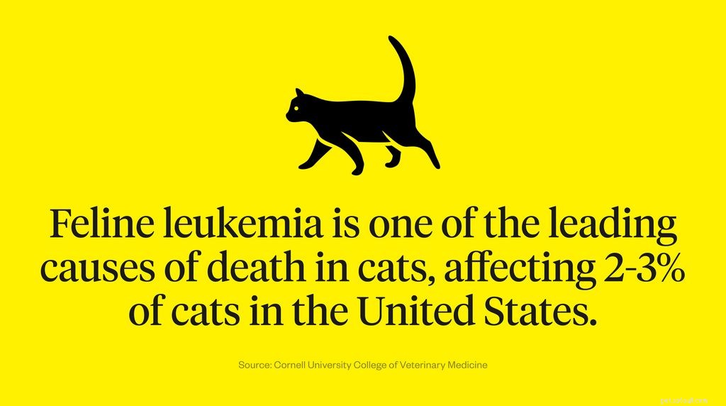 Co je kočičí leukémie?
