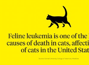 O que é leucemia felina?