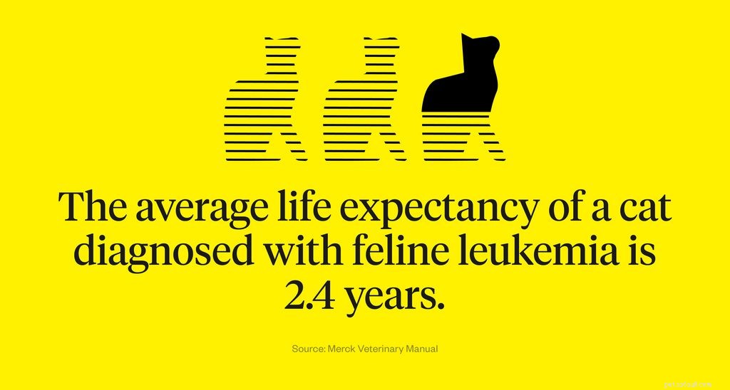 Co je kočičí leukémie?