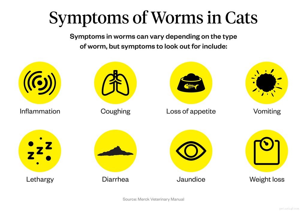 Wat zijn de symptomen van wormen bij katten?