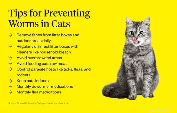 Каковы симптомы глистов у кошек?