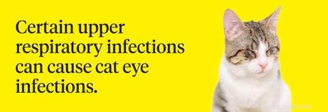 Infecção do olho de gato:o que observar