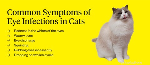 고양이 눈 감염:주의할 사항