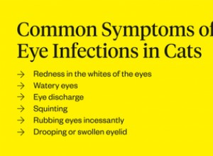 Infecção do olho de gato:o que observar