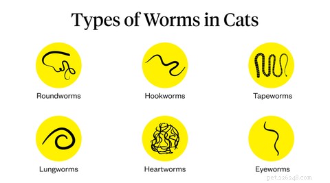 고양이의 벌레:원인, 증상 및 치료
