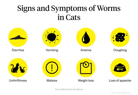 Черви у кошек:причины, симптомы и лечение