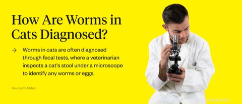 Worms bij katten:oorzaken, symptomen en behandelingen