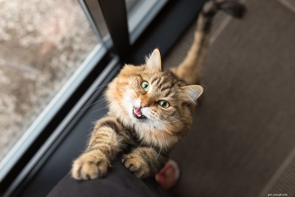 Могут ли у кошек быть панические атаки? Как определить симптомы
