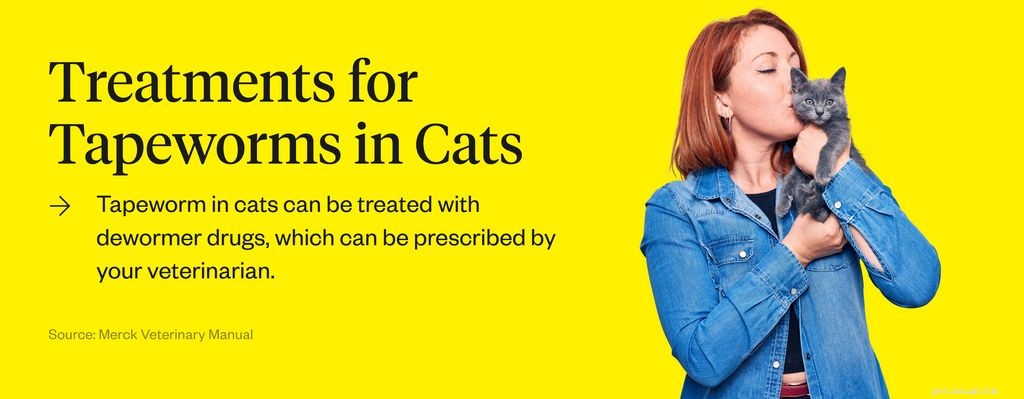 Les ténias chez les chats :causes, symptômes et traitements