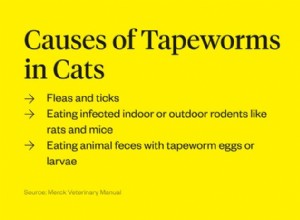 猫の条虫：原因、症状、および治療 