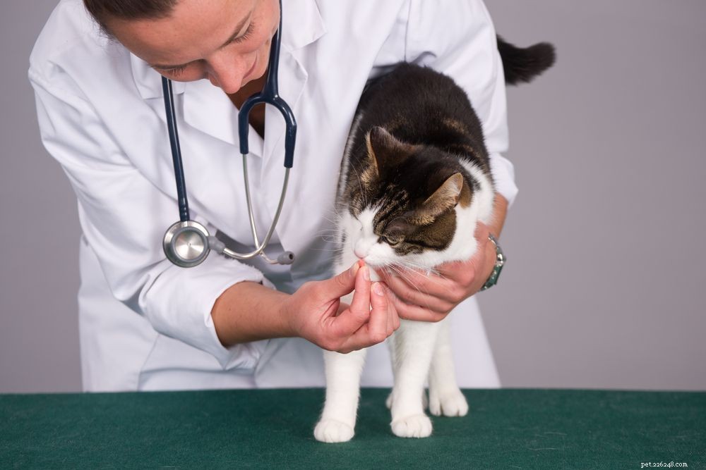 Teie nei gatti:cause, sintomi e trattamenti