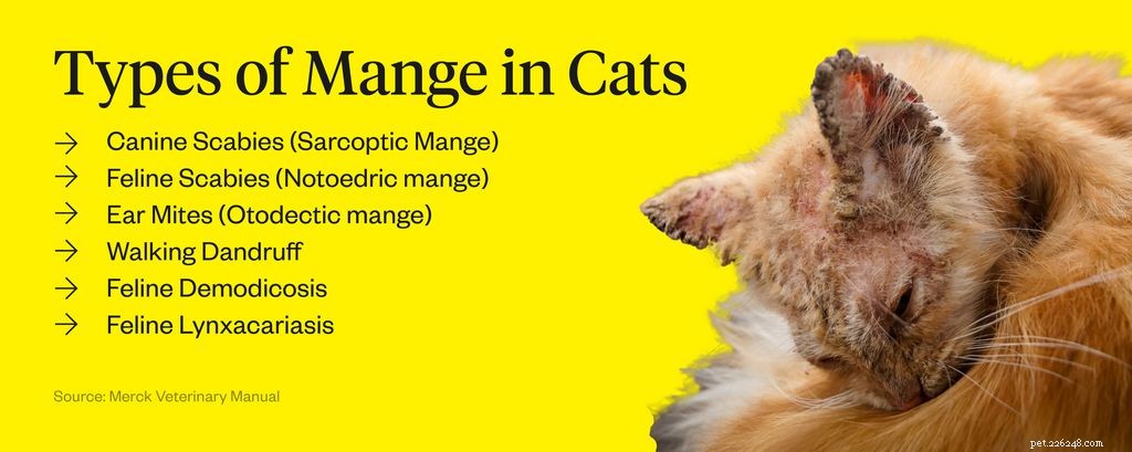 O que é sarna em gatos? Causas, sintomas e tratamentos