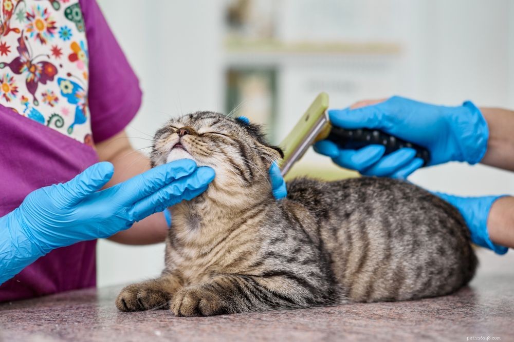 猫の毛包虫症とは何ですか？原因、症状、および治療 