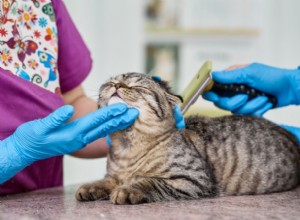 猫の毛包虫症とは何ですか？原因、症状、および治療 
