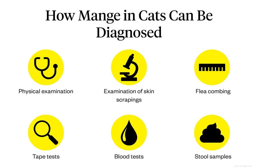 Co je svrab u koček? Příčiny, příznaky a léčba